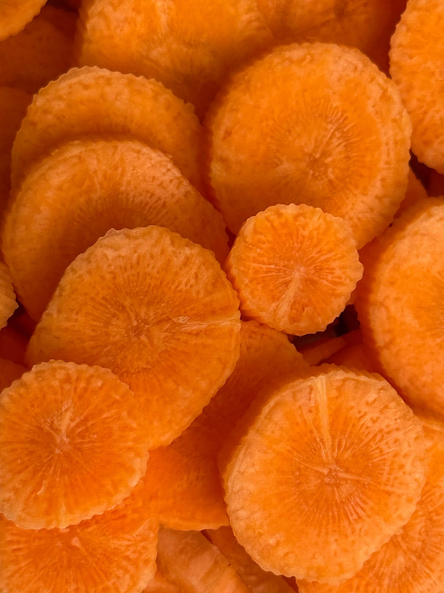 Carrot Powder, export grade