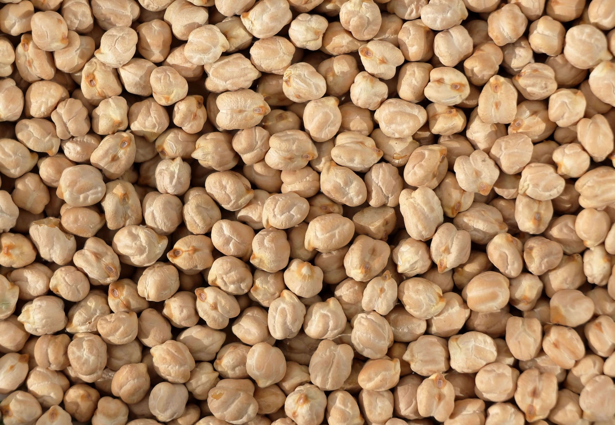 Chickpeas, export grade