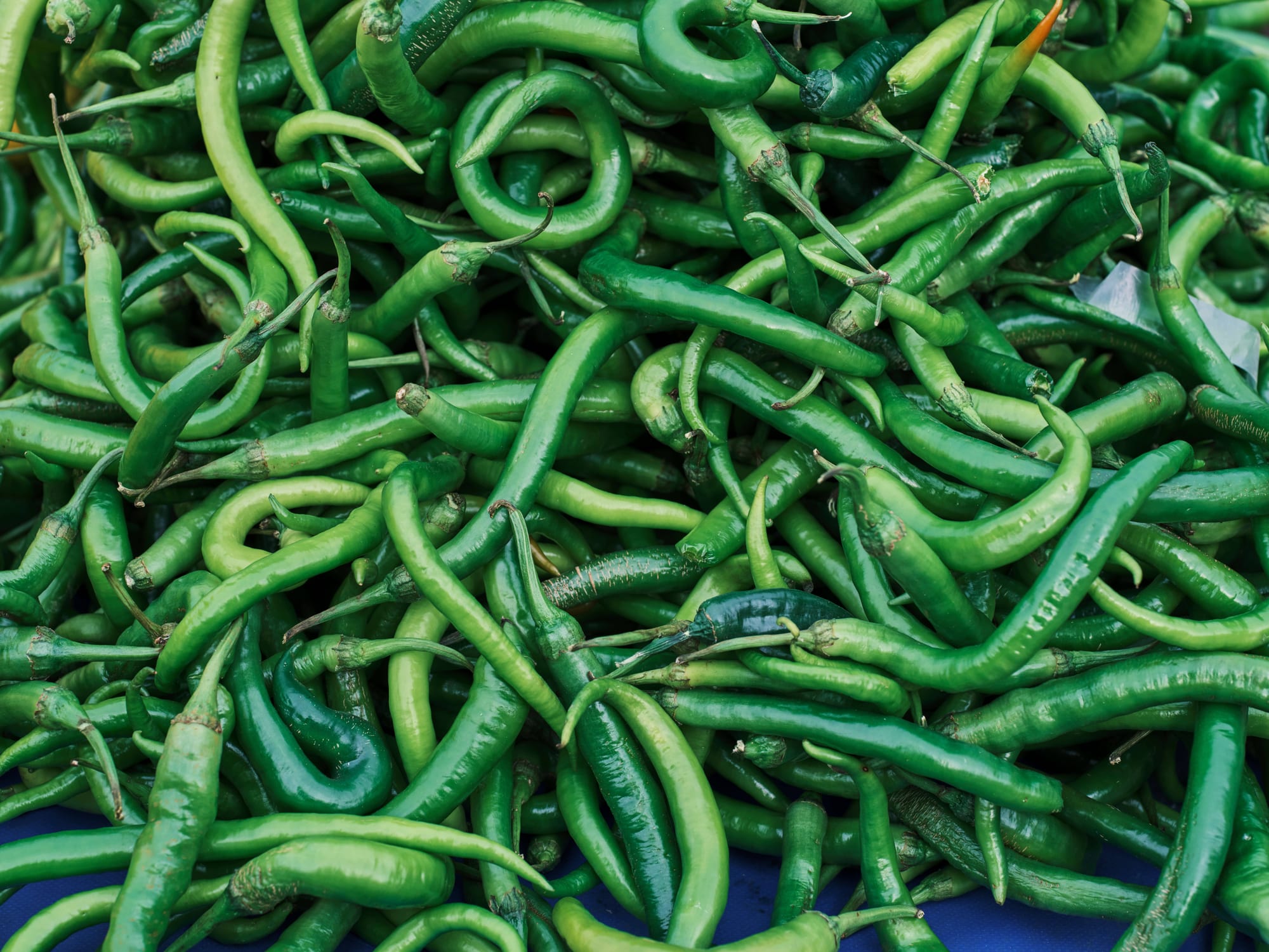 Green Chilli, export grade