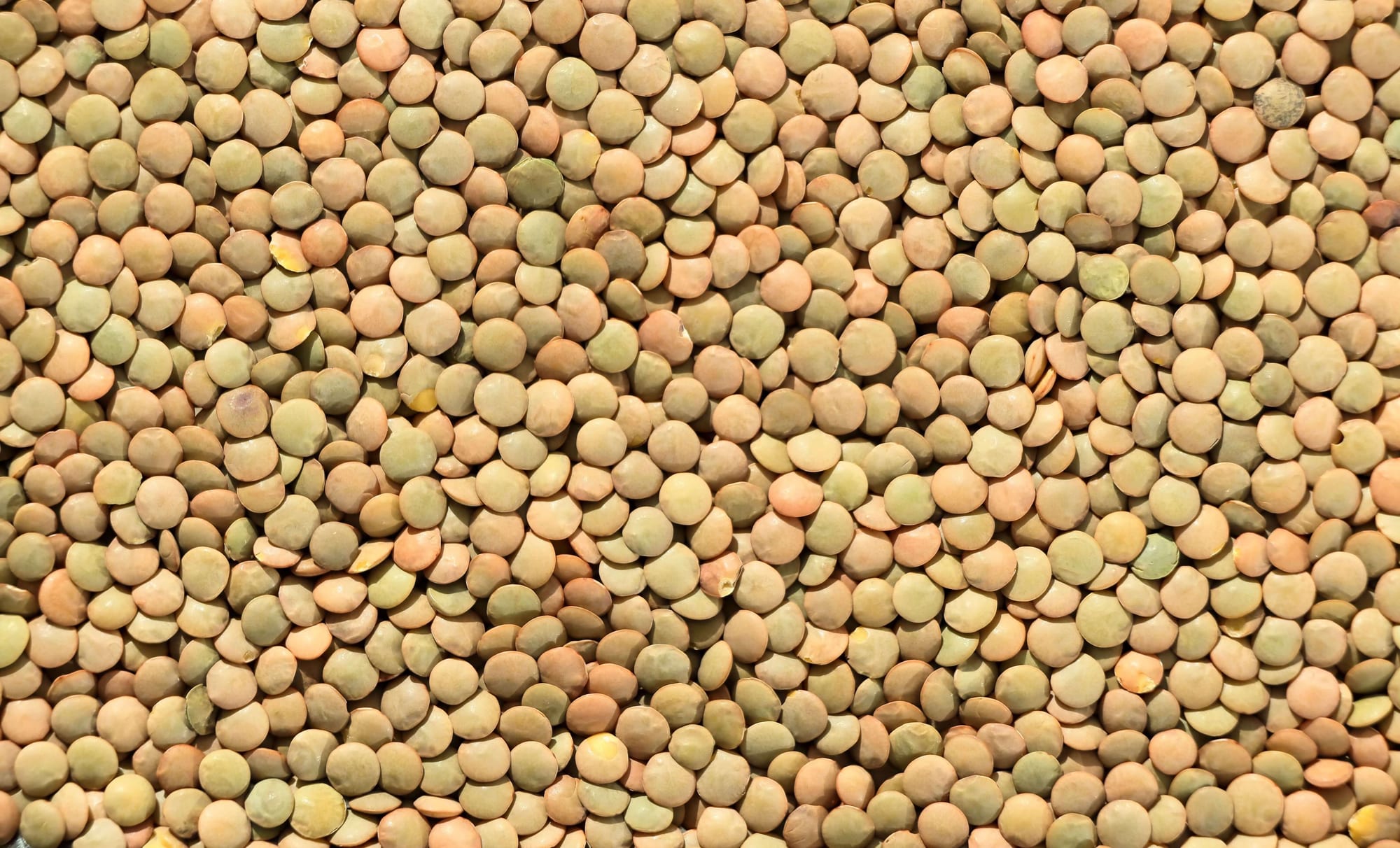 Lentils (Dal), export grade