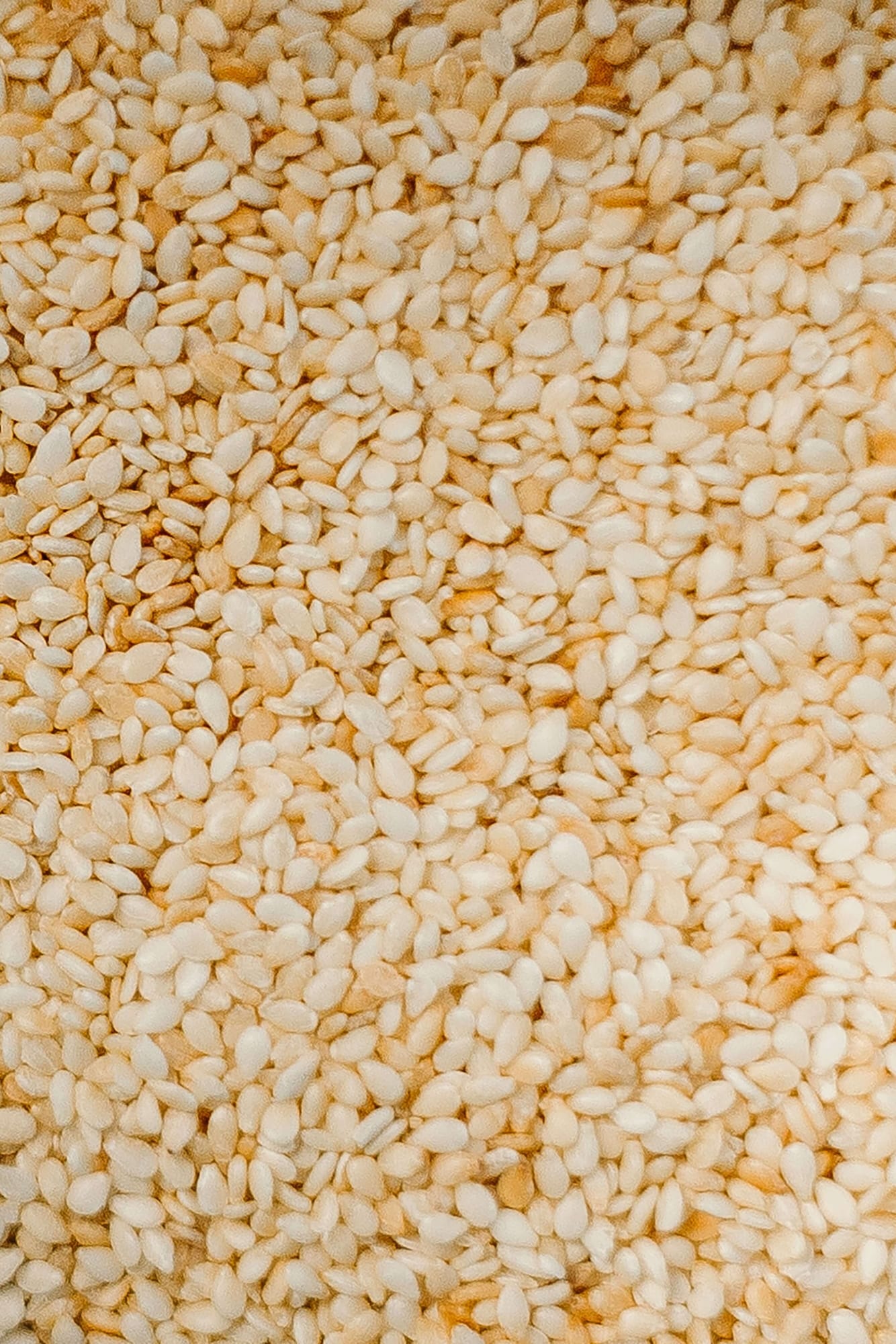 Sesame Seeds, export grade